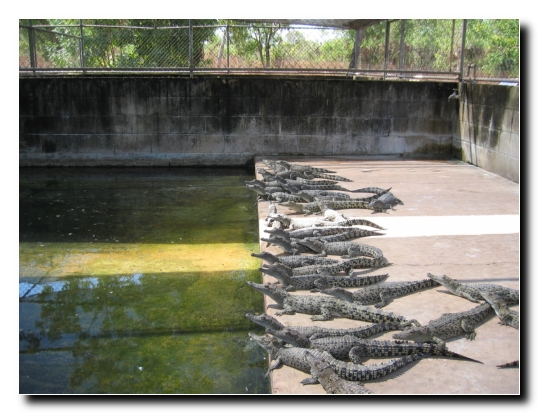 08 Minikrokodil Aufzucht
